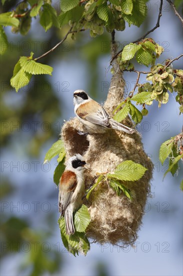 Eurasian Penduline Tit