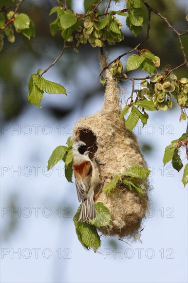 Eurasian Penduline Tit
