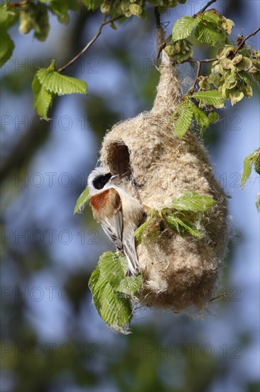 Eurasian Penduline Tit