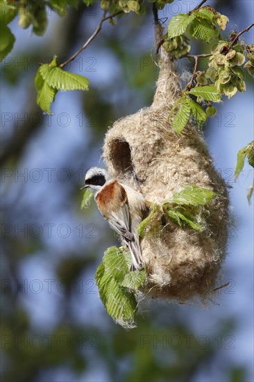 Eurasian Penduline Tit