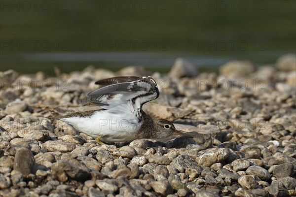 Sandpiper