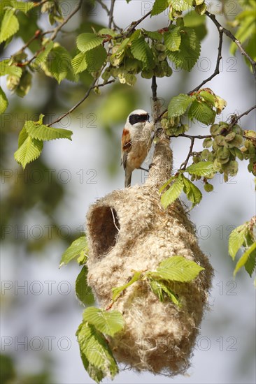 Eurasian Penduline Tit