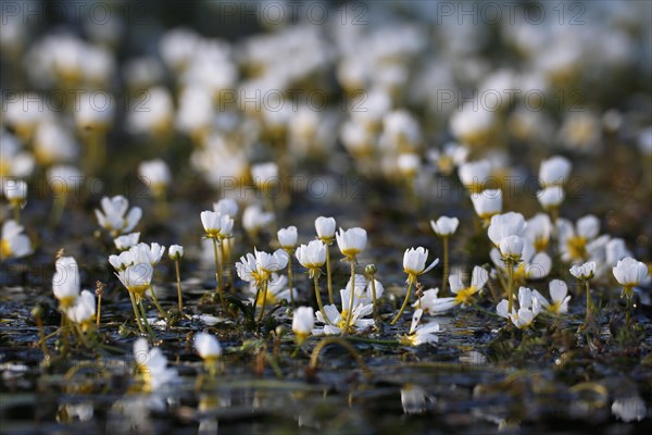 River Water Crowfoot