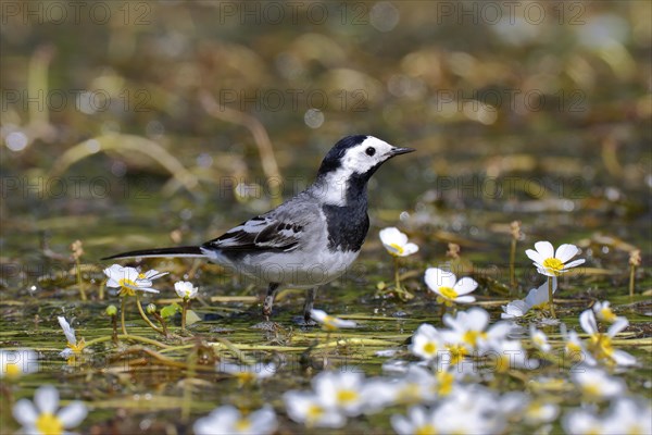 White Wagtail