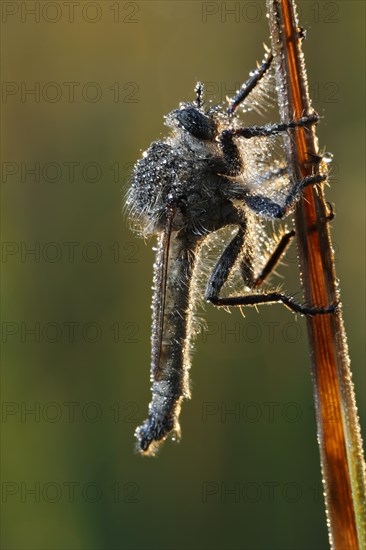 Downland Robberfly