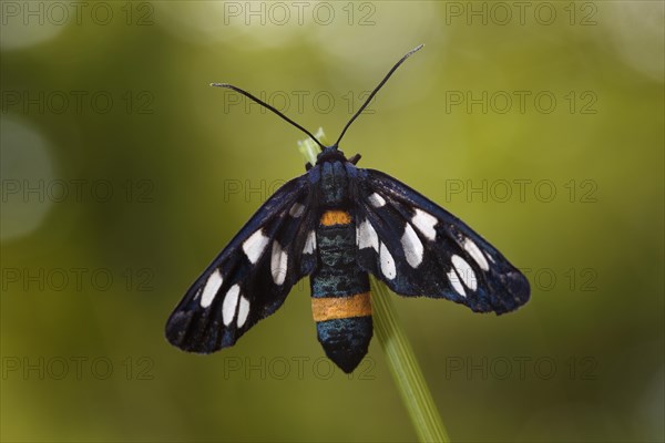 Nine-spotted moth