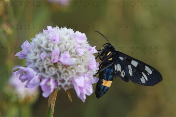 Nine-spotted moth