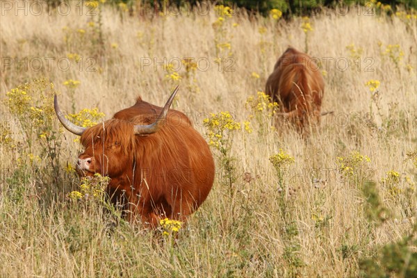 Highland Cattle