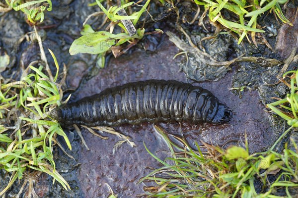 Larva of the great silver water beetle