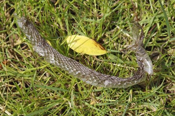 Grass snake