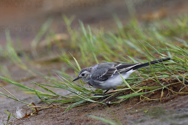 Juvenile white wagtail