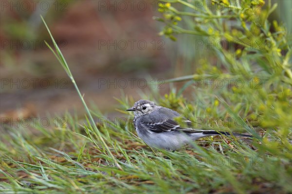 Juvenile white wagtail