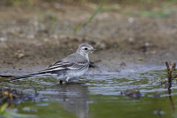 Juvenile white wagtail