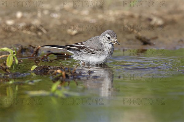 Juvenile white wagtail