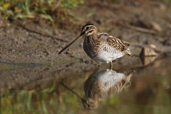 Common snipe