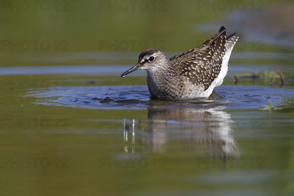 Wood sandpiper