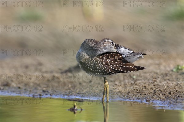 Wood sandpiper