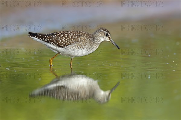 Wood sandpiper