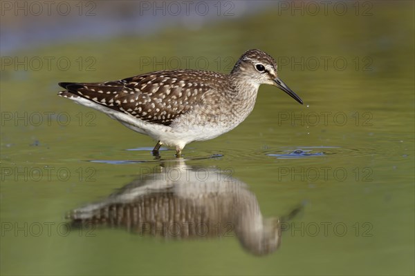 Wood sandpiper