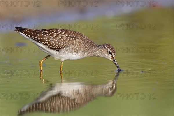 Wood sandpiper