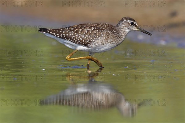 Wood sandpiper