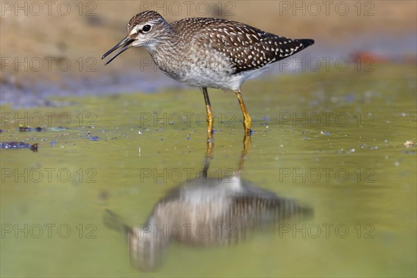 Wood sandpiper