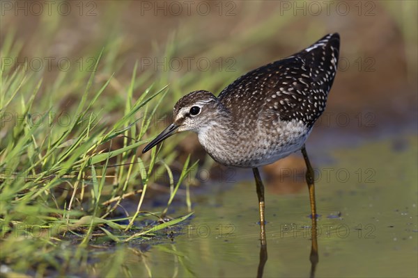 Wood sandpiper