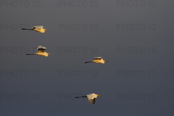 Four great egrets