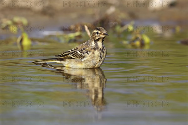 Juvenile Western yellow wagtail