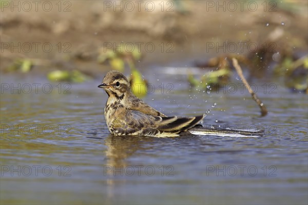 Juvenile Western yellow wagtail
