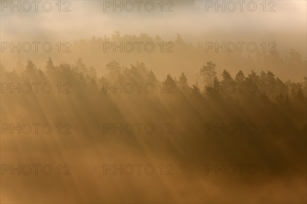 Rays of sunlight in morning fog