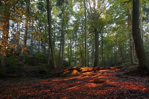 Autumn forest in the morning light