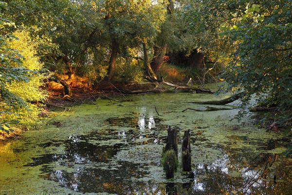 Oxbow lake in the floodplain landscape