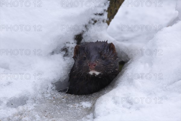 American Mink