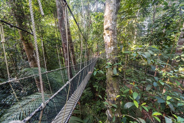 Suspension bridge in jungle