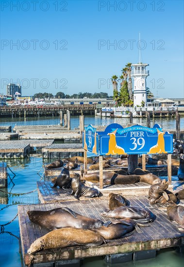 California Sea Lions
