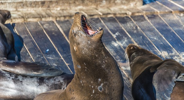 California Sea Lions