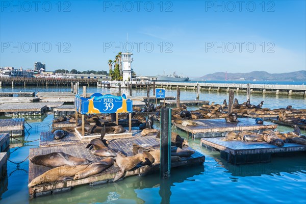 California Sea Lions