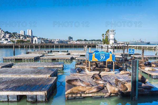 California Sea Lions