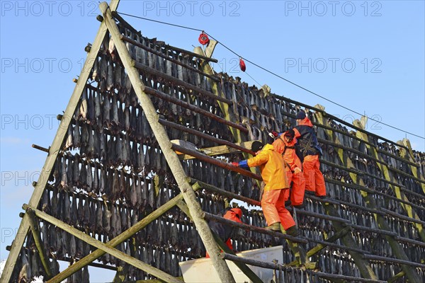 Workers on the wooden stockfish rack