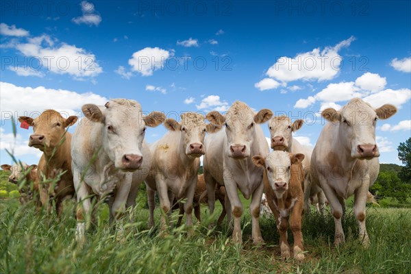 Charolais cattle herd