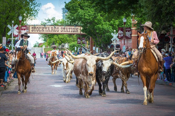 Cattle drive