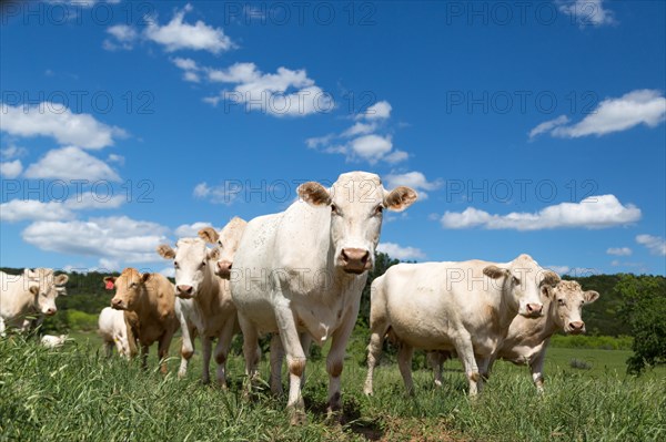 Charolais cattle herd