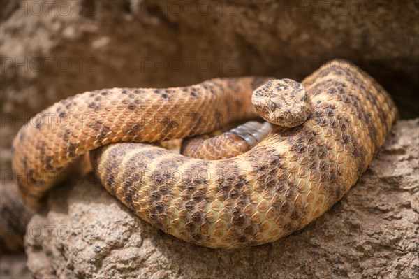 Western Diamondback Rattlesnake