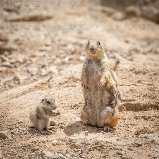 Black-tailed Prairie Dog