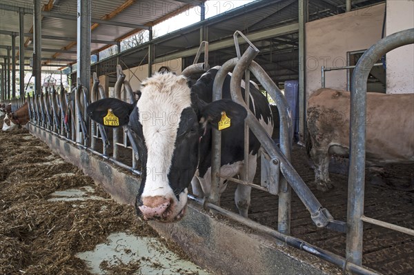 Holstein dairy cow at a feed rack in a freestall barn