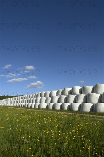 Wrapped silage bales