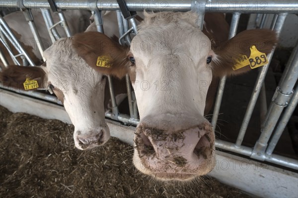 Dairy cows at the feed fence in modern loose housing