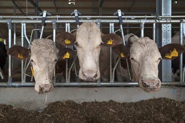 Dairy cows at the feed fence in modern loose housing