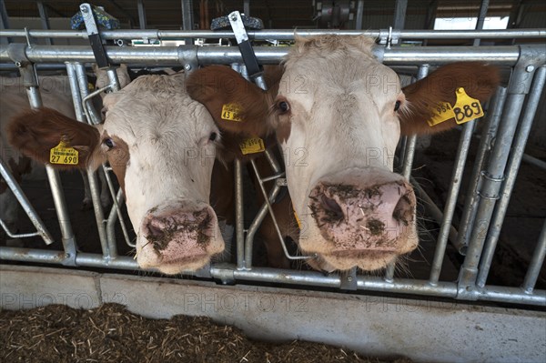 Dairy cows at the feed fence in modern loose housing